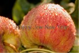 Happy Jewish New Year 5782